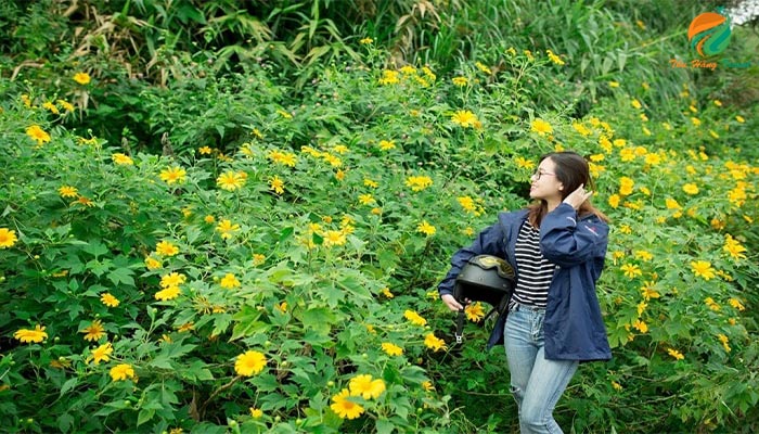 Ngắm hoa dã quỳ tại vườn quốc gia Ba Vì