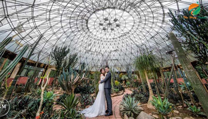 Chụp ảnh cưới ở nhà kính xương rồng - top 10 địa điểm chụp ảnh cưới