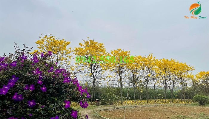 Hoa phong linh vàng Tản Đà Spa Resort