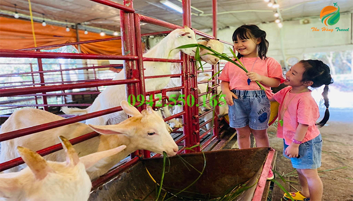 Cho dê ăn tại Detrang Farm