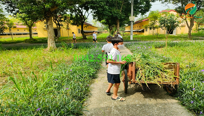 Cắt cỏ cho cho gia súc ăn