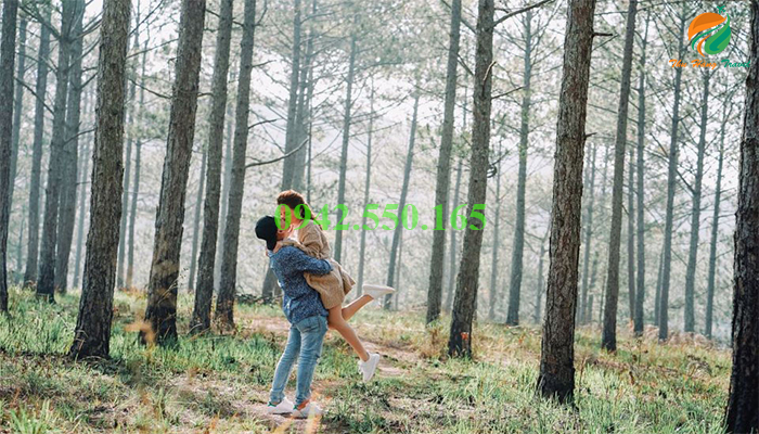 Đồi thông Ba Vì