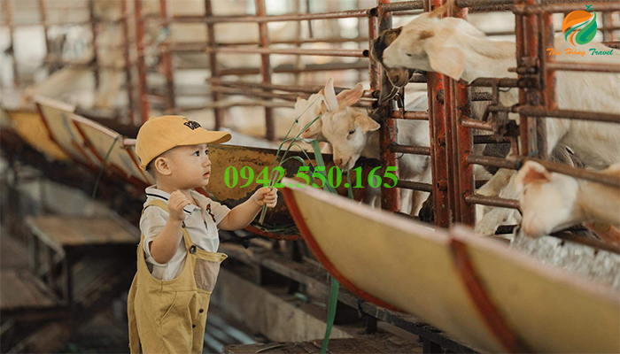 Trải nghiệm cho dê ăn