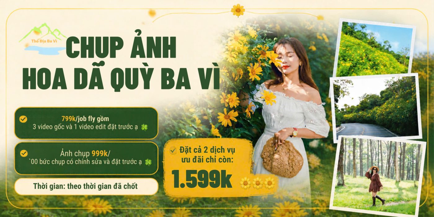 chụp ảnh hoa dã quỳ ba vì